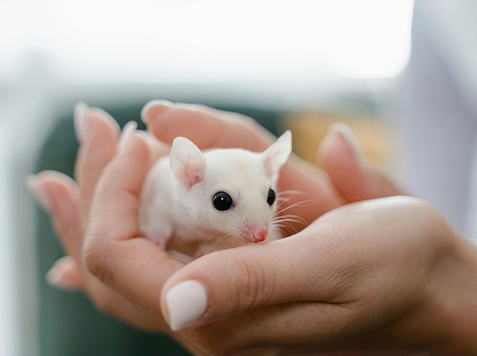 Animal Center