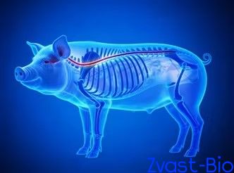 Large Animal Model