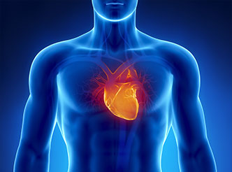 Cardiovascular System