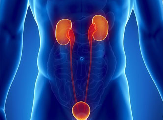 Urinary Models