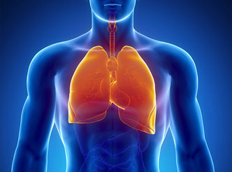 Respiratory System