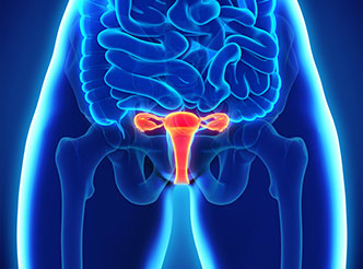 Reproductive System
