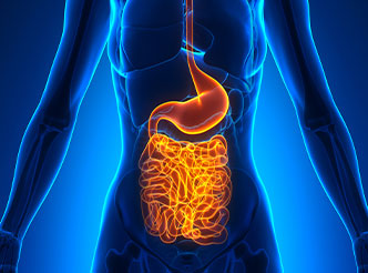 Gastrointestinal System