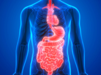 Metabolic System