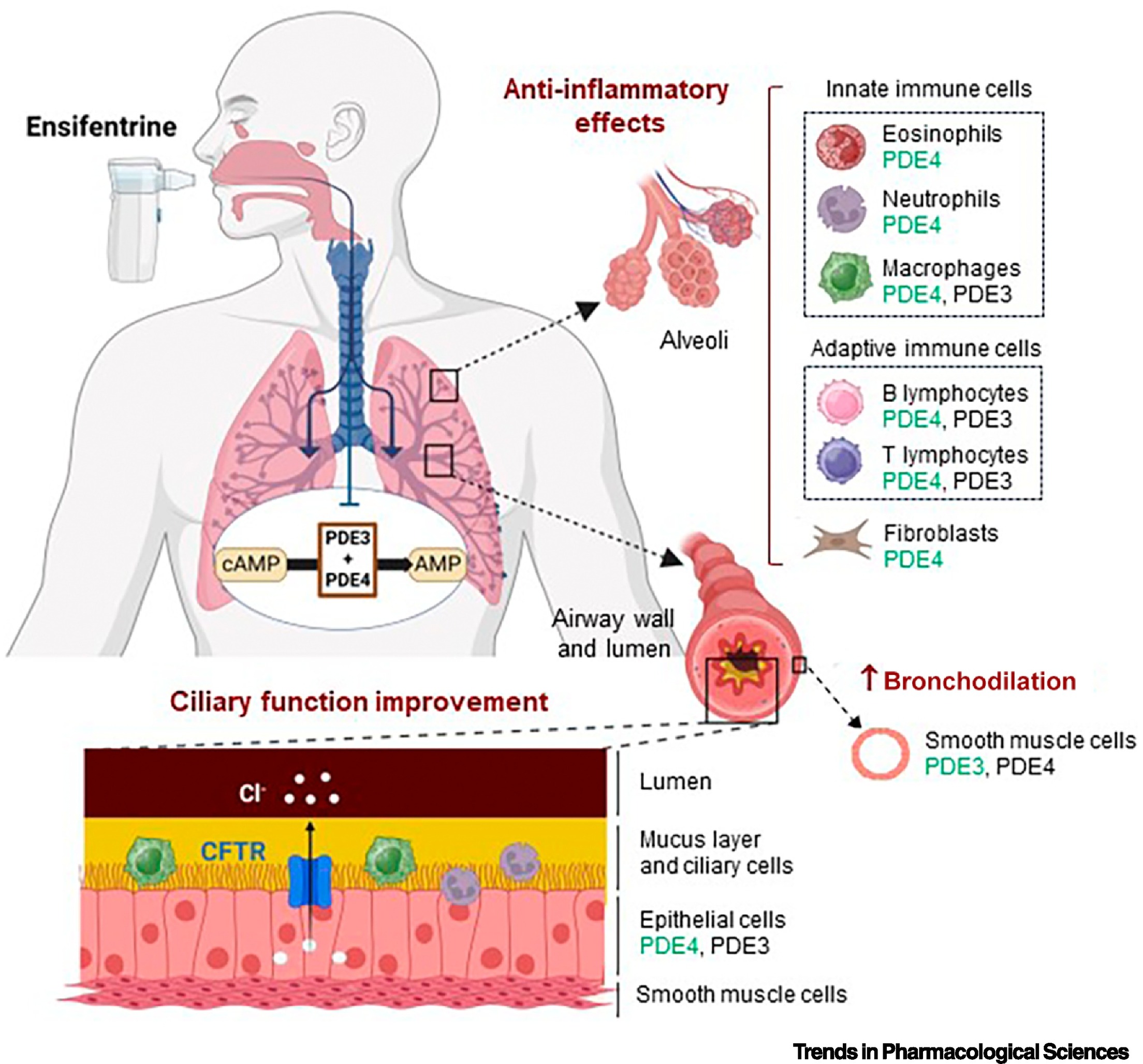 Merck Acquires Verona Pharma: How Can Animal Models Empower COPD Drug Development?