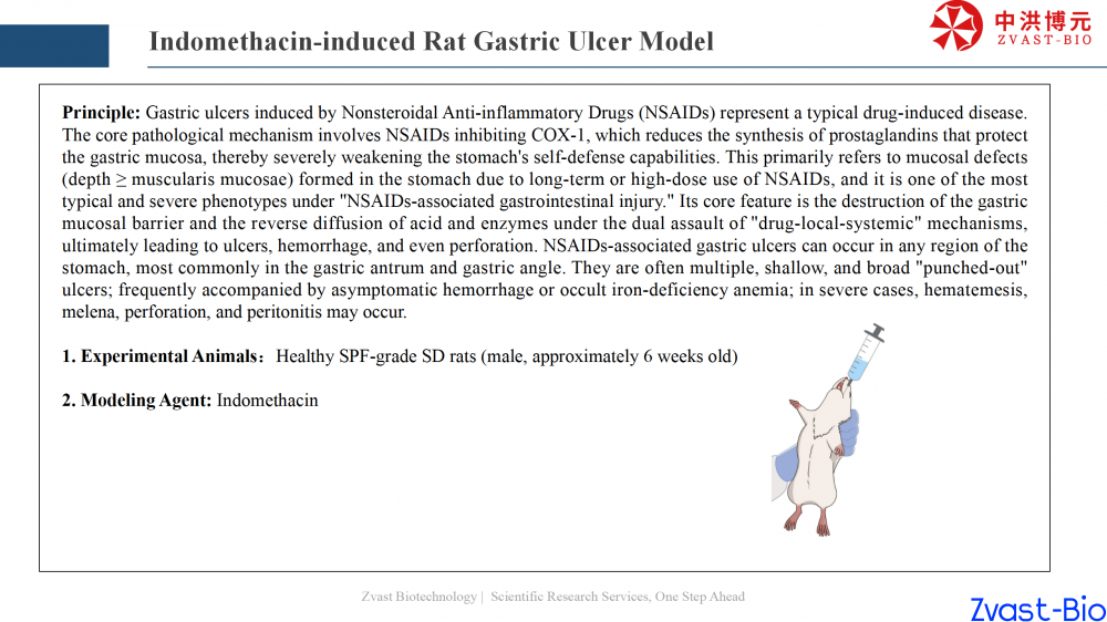 gastric ulcer model_11.png