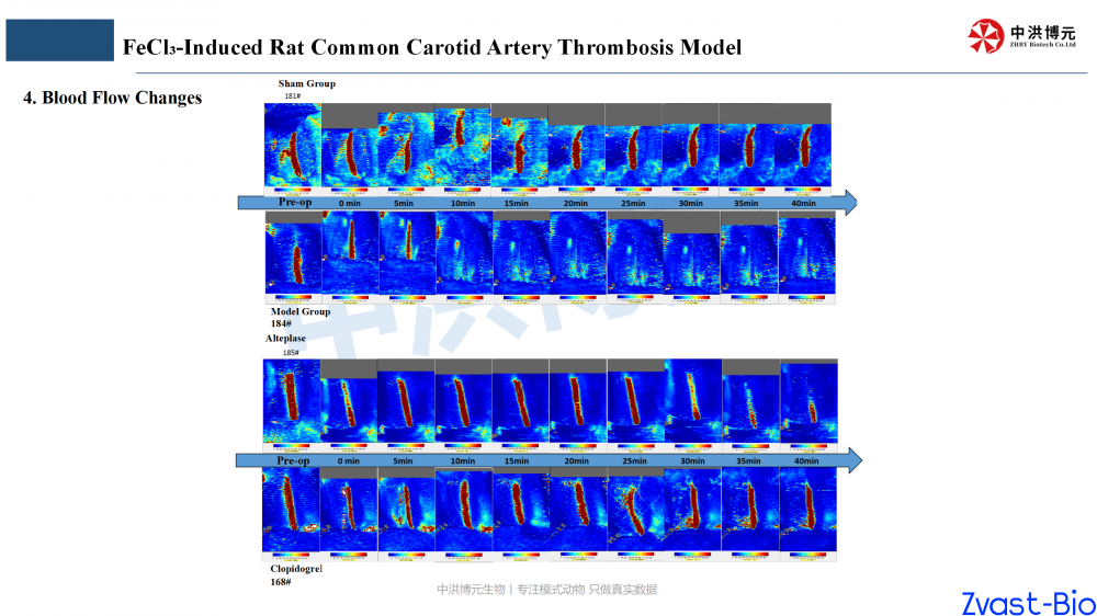 rat thrombosis model_05.png