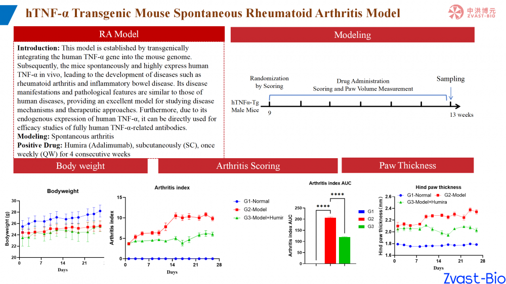 htnf-α transgenic mouse spontaneous rheumatoid arthritis model_01.png