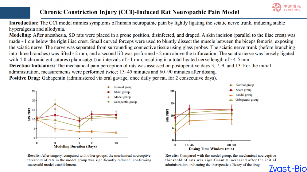 chronic constriction injury (cci)-induced rat neuropathic pain model_01.png