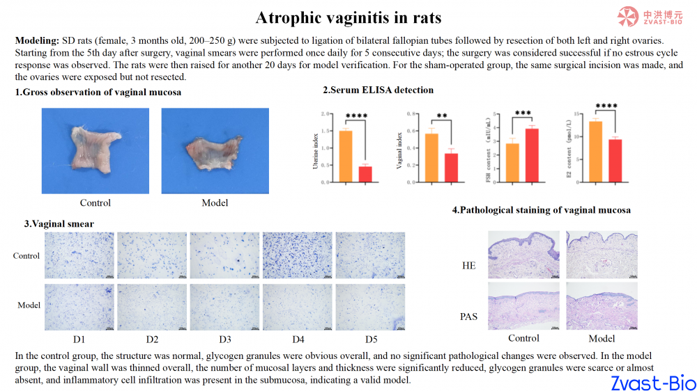 atrophic vaginitis in rats_01.png