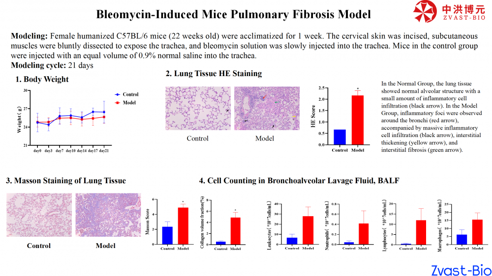 bleomycin-induced mice pulmonary fibrosis model_04.png