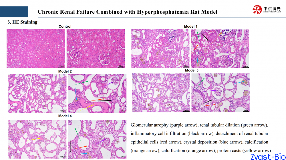 chronic renal failure combined with hyperphosphatemia rat model_04.png