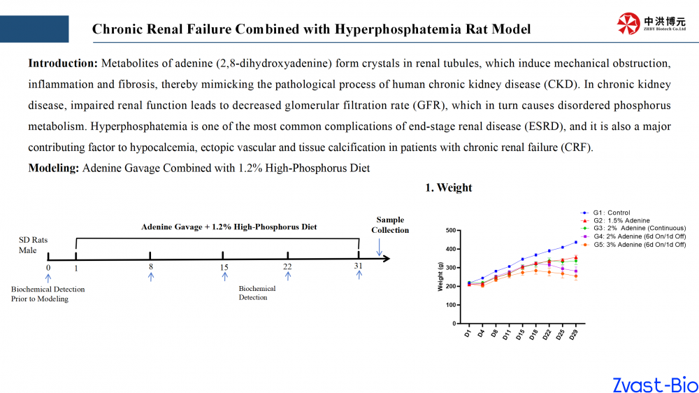 chronic renal failure combined with hyperphosphatemia rat model_02.png
