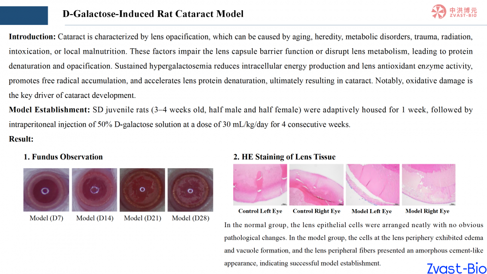 d-galactose-induced rat cataract model_02.png