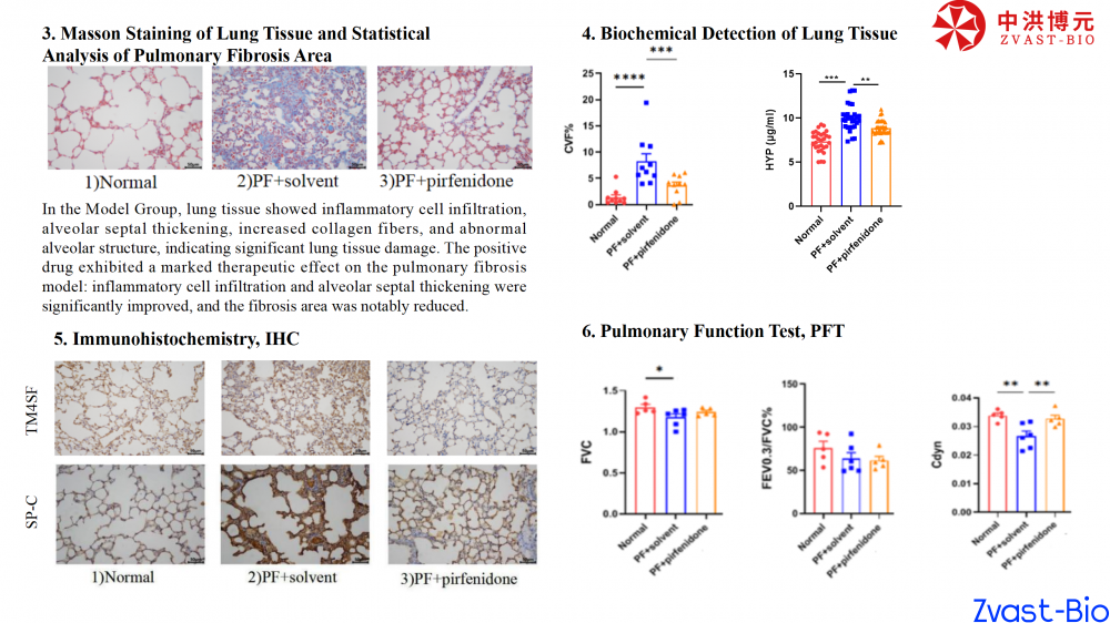 bleomycin-induced mice pulmonary fibrosis model_03.png