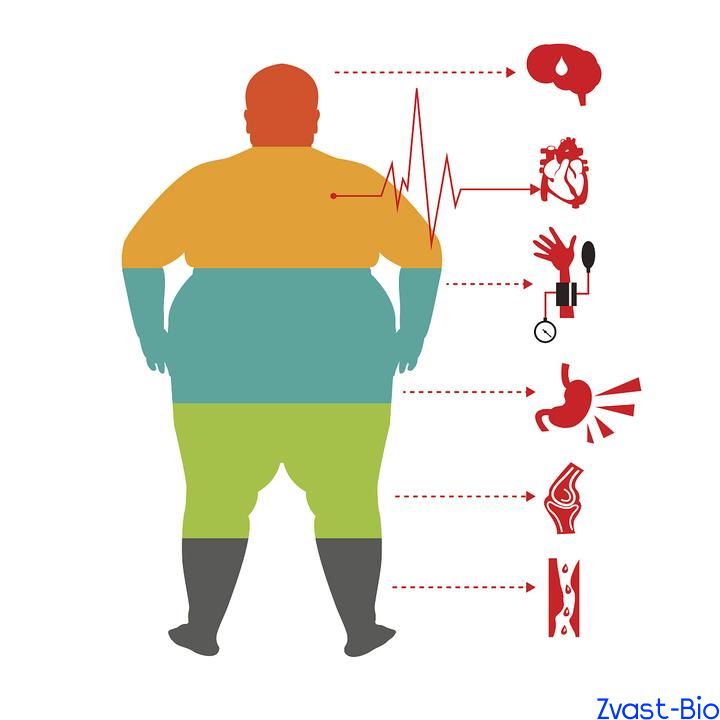 Global Race for Weight Loss Drugs: Dual-Track Breakthroughs at Home and Abroad, Oral and Injectable Innovations Advancing in Parallel