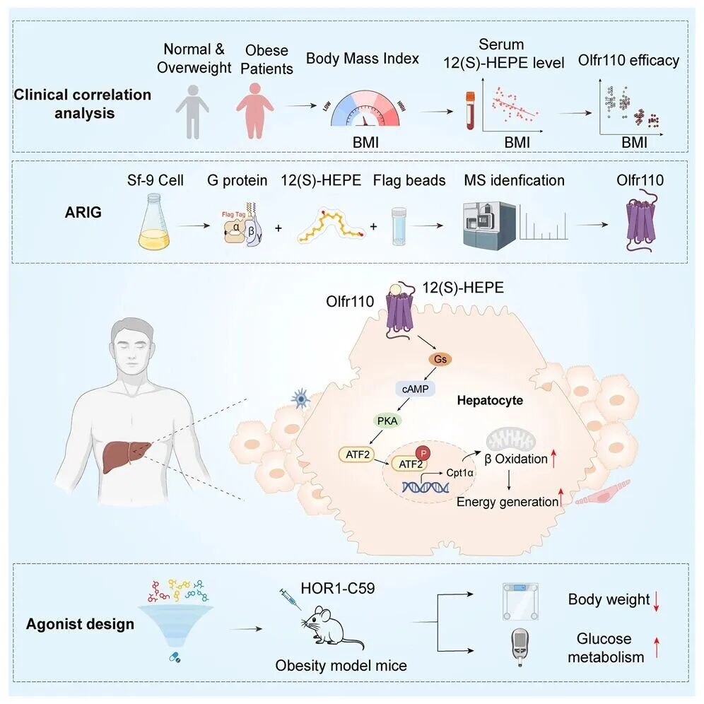 Olfactory crossover, metabolism breakthrough &mdash; Or5v1/Olfr110 unlocks new markers for obesity